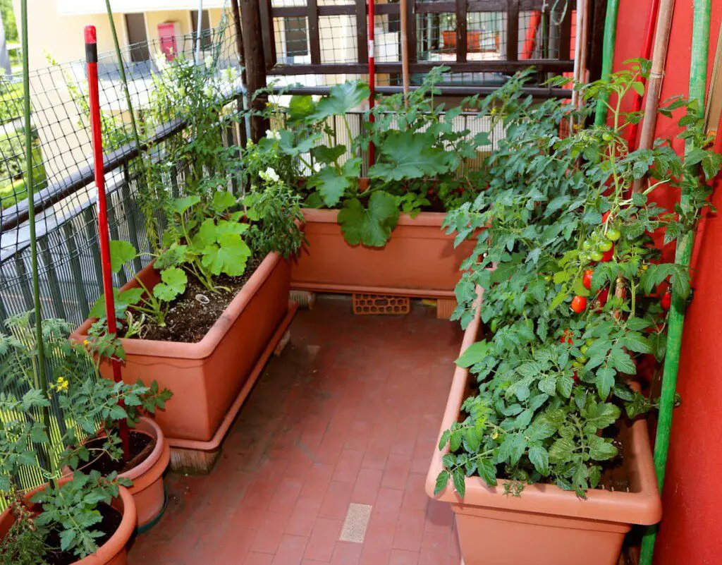 Vasos com alface e ervas na varanda